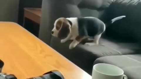 Animal funny