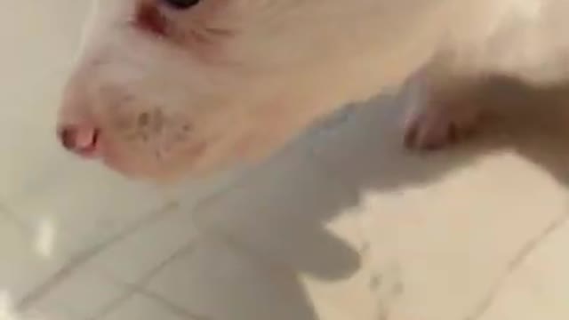 cute puppy 🐕🐶