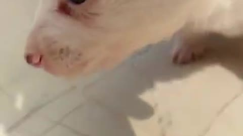 cute puppy 🐕🐶