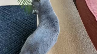 Korat loves palm leaf