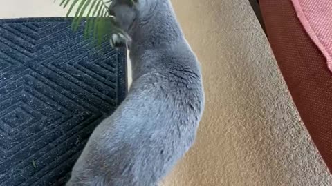 Korat loves palm leaf