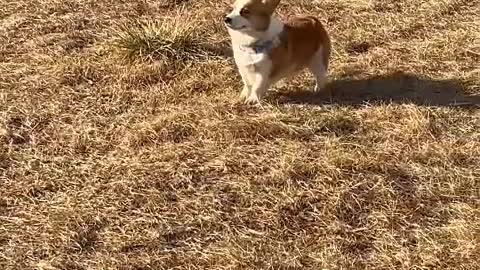 The dog said: Today also want to see you, no matter what the weather.