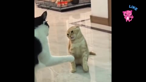 Funny Animals Video | Funniest Cat Video | Cat Dog Fight