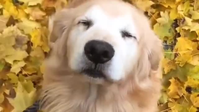 HAPPY DOG▐ TIKTOK