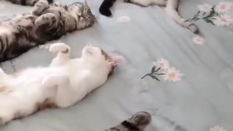 Funny Cats video slipping TIkTok