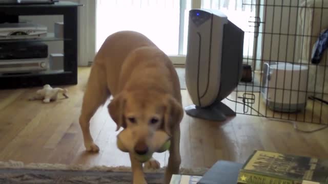 You Can't Help But Smile At These Smiling Dogs