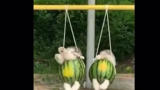 Funny animal compilations part 10