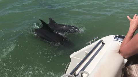 Dolphins Playfully Follow Boat