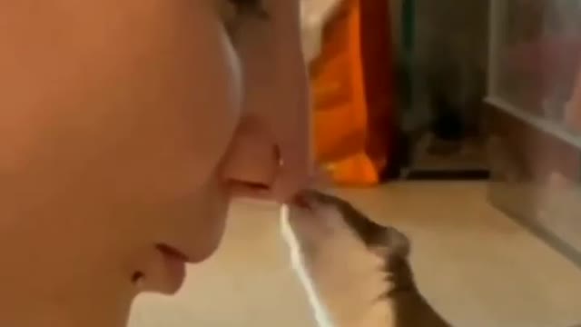 Beautiful pet