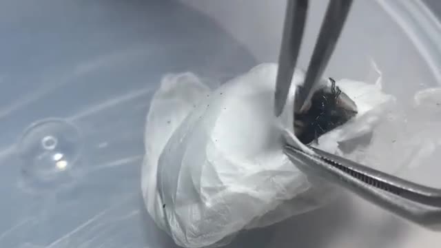 Huge flock of baby spiders released from captivity
