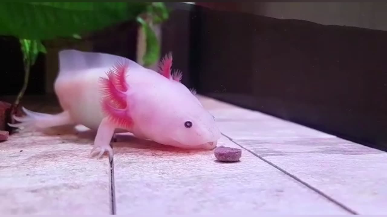 Crazy two month Axolotl growth