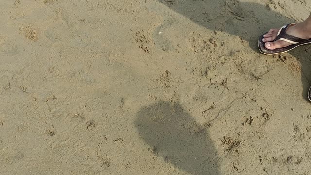 Red Crab