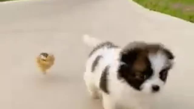 FUNNY CHICK VS DOG SHORT VIDEO