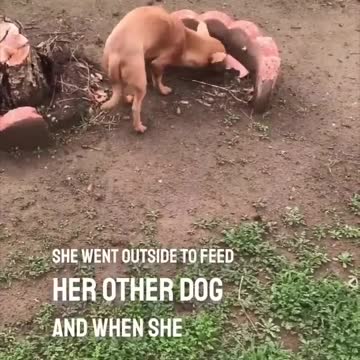 DOG BURYING HIE DEAD BEST FRIEND RIP