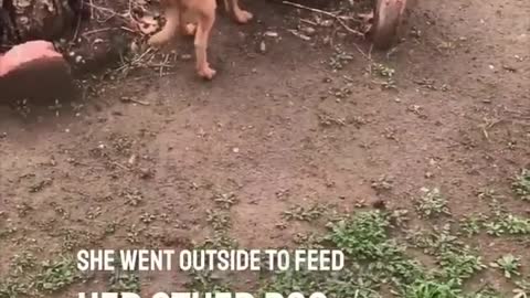 DOG BURYING HIE DEAD BEST FRIEND RIP