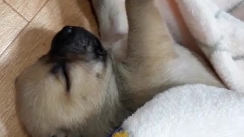 A dog stretching and a sleeping dog.