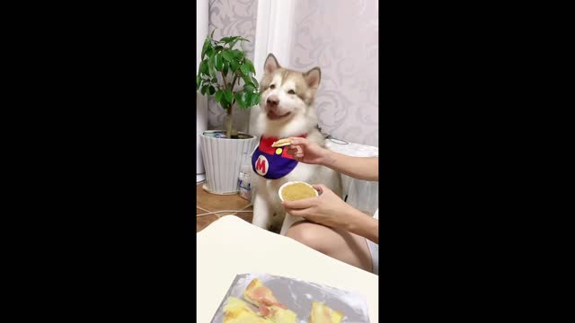 Dogs will also choose the sauce