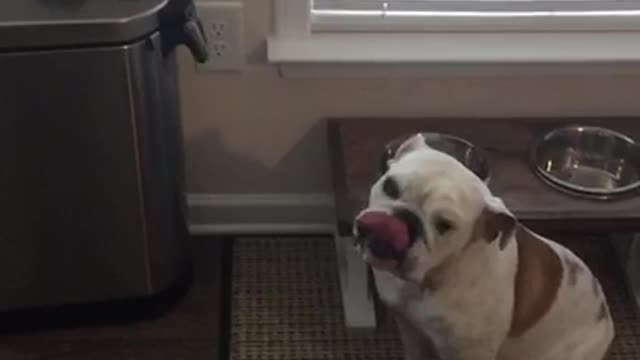 White dog running around wanting food