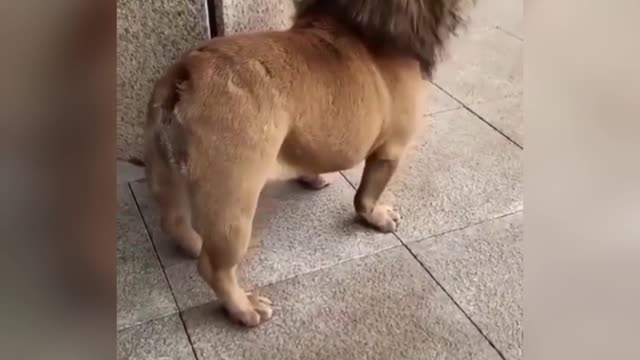 🤣Funny dog video🤣/