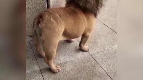 🤣Funny dog video🤣/