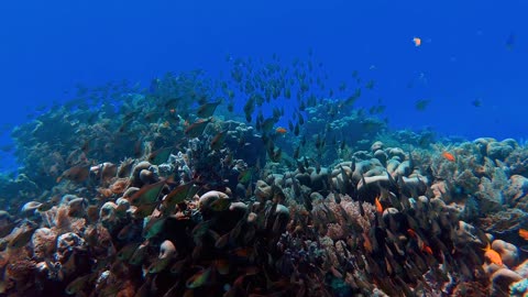 School Of Fish In The Deep Blue Se