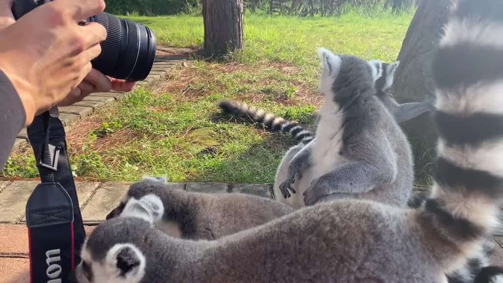 Ring-tailed lemurs at play