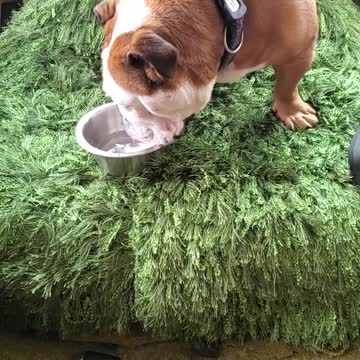 Adorable English Bulldog taking a drink of water, as we head out for our camping trip