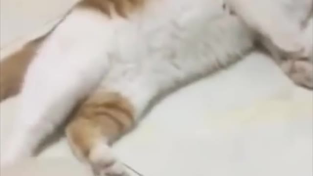 cute kittens playing and doing funny things