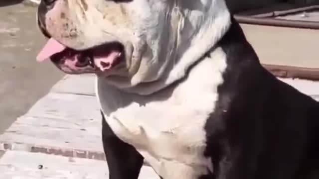 Dog warning laughing in good entry