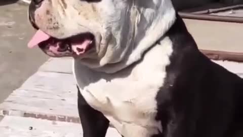 Dog warning laughing in good entry