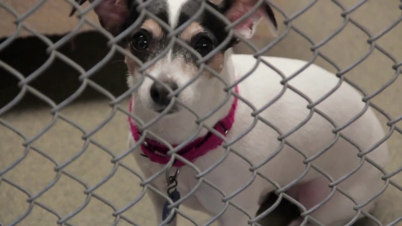 Small Dog Shaking Behind Fence