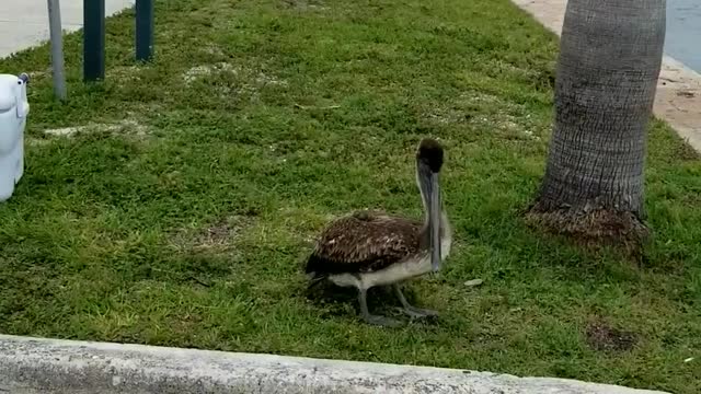 Healthy Pelican Flies Free After Being Injured