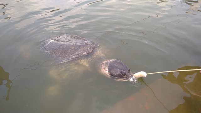 100 years old Turtle from Baizid Bostani