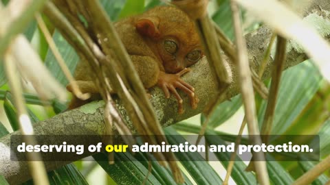 Tarsier: Cute, Creepy, or Both? Small primate with HUGE eyes. [Southeast Asia]