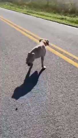 poor dog I'm very sorry 🥺🥺