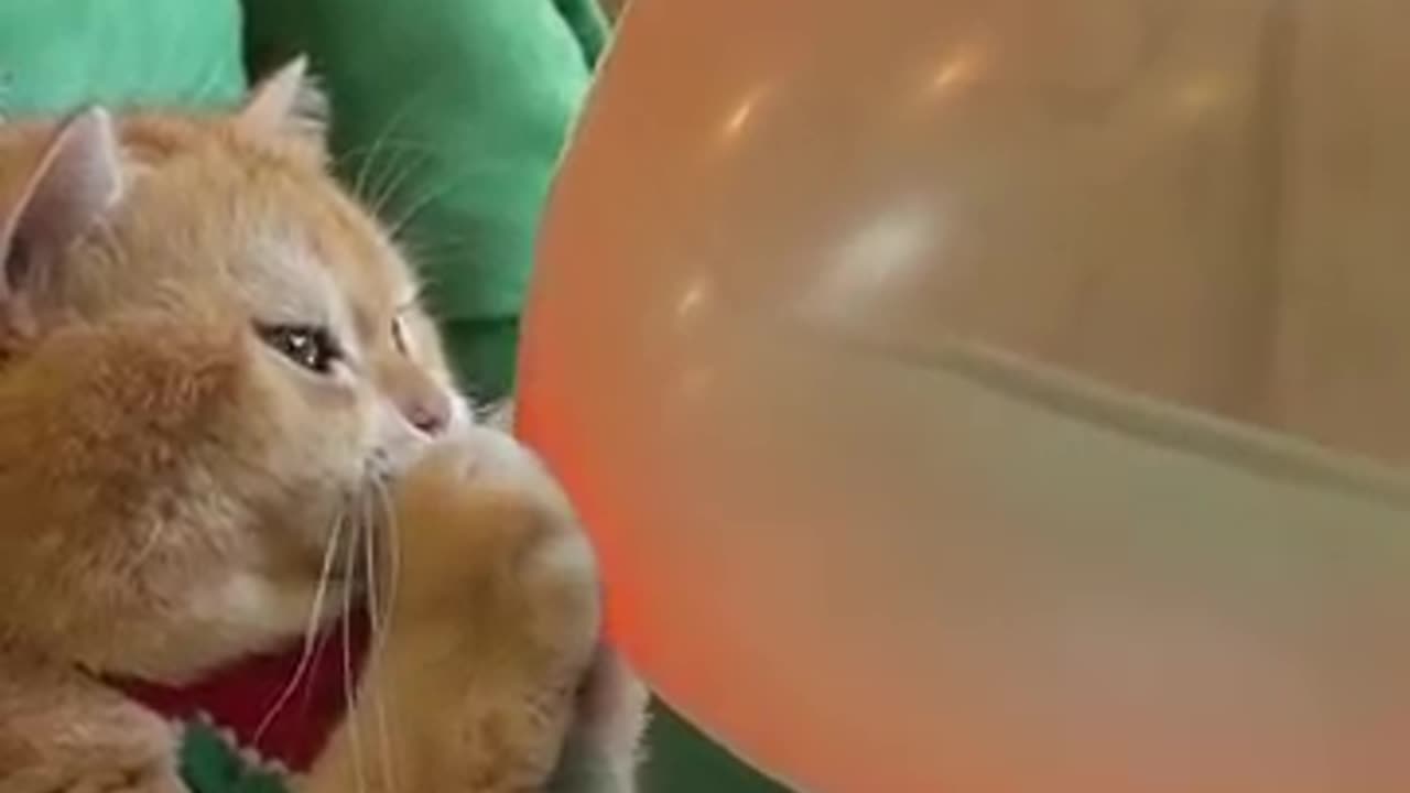 The funny cat moment#rumble viral sohrt video
