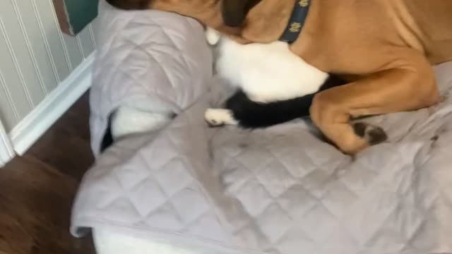 Kitty Doubles as Doggy Pillow