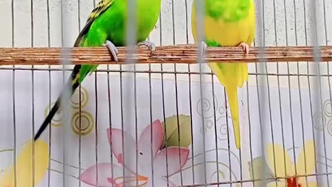 #Birds_Lover