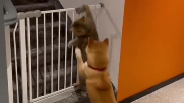 Better not to jump!!!🤣