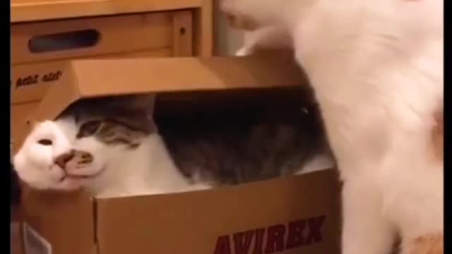 This cat was helpless huhuhu 😂😆