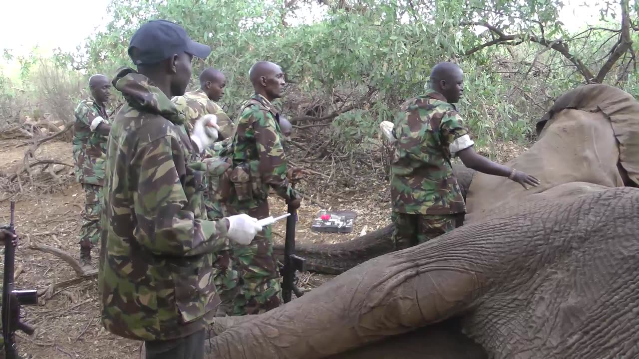 Elephant Intervention In Sereolipi, Kenya