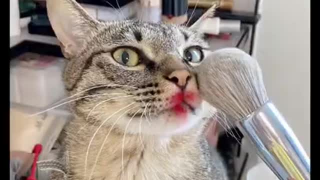 Funniest​ Cat in Real - Best Of 2021, Funny​ Animals.