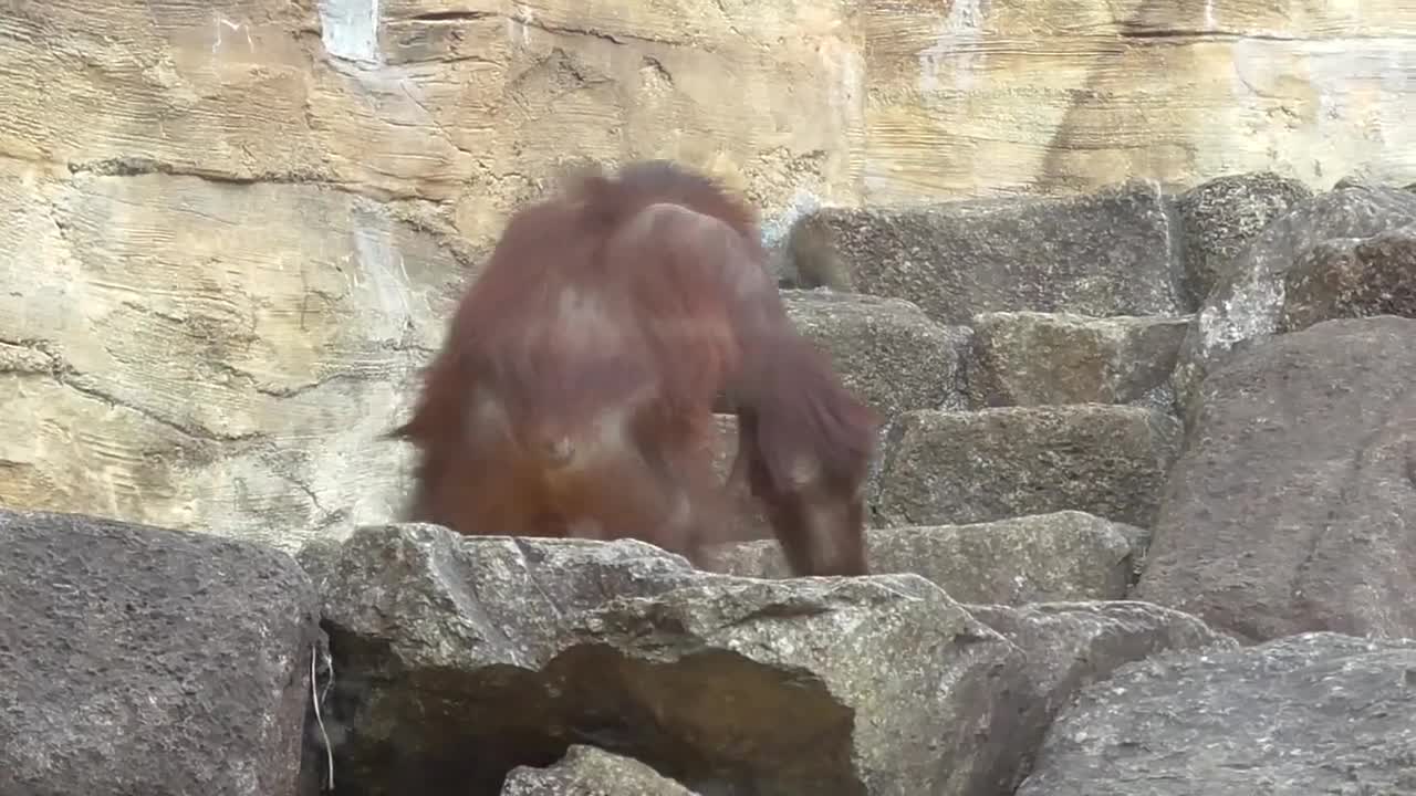 Orangutan Baby at the Zoo - Kawaii!!!