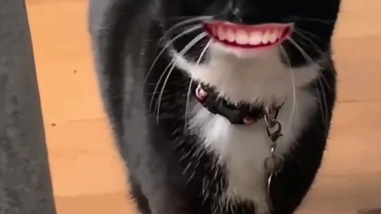 2024 funny animal videos #shortvideo #shorts part 136