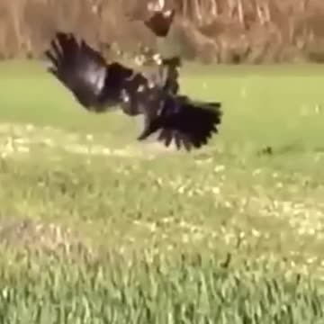 Rabbit Vs Eagles