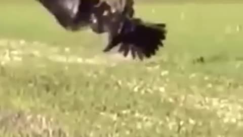 Rabbit Vs Eagles