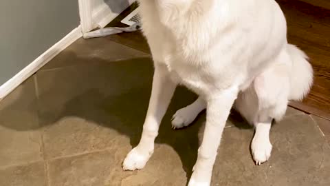 Puppy Dog Makes Room for Breakfast