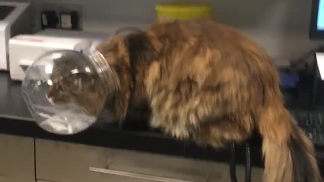 Cat head stuck in bin