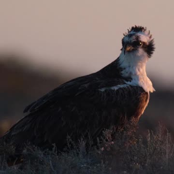 Wildlife Photography | OSPREY