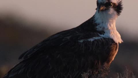 Wildlife Photography | OSPREY